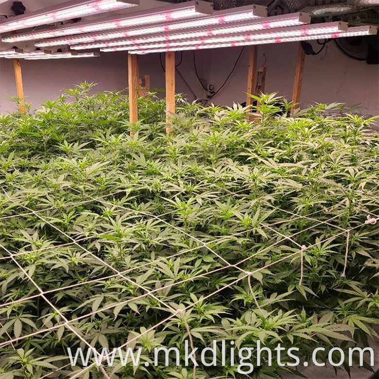 600 watt indoor grow
